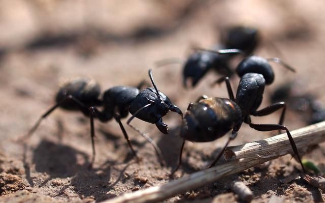 农村的黑蚂蚁真好，以前农村遍地都是无人问，现在50元50克都难买