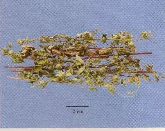 最新！200多味中药材图谱，带图带功效（第二期）