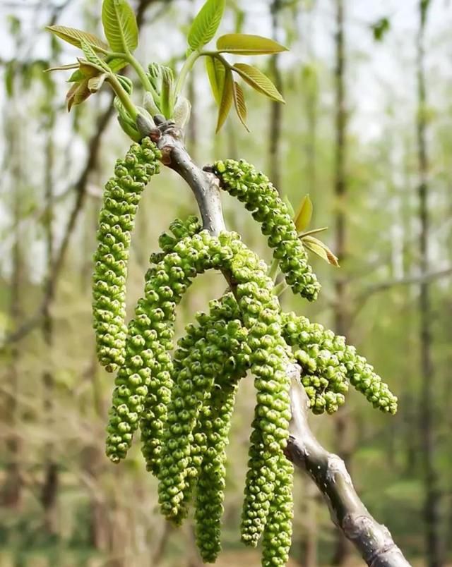 每日学一药——核桃仁