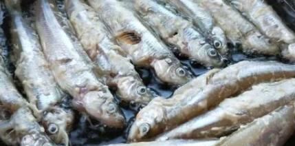 干的多春鱼怎么弄好吃,多春鱼最佳吃法图5