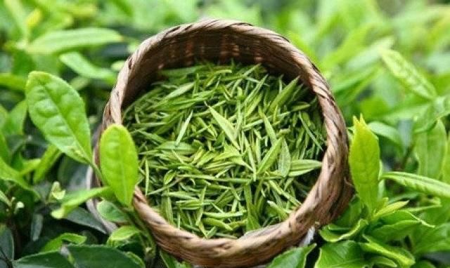 贵州有哪些红茶(贵州有什么红茶)图7