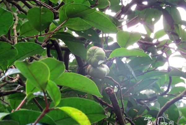 贵州有哪些红茶(贵州有什么红茶)图18