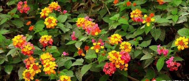 种植马缨丹有什么好处(马缨丹在家种植好吗)图1