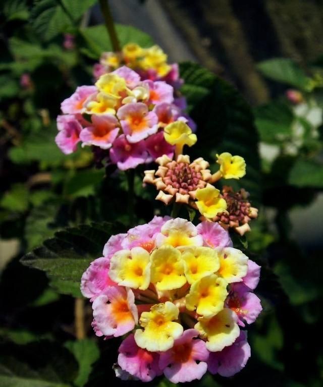种植马缨丹有什么好处(马缨丹在家种植好吗)图2