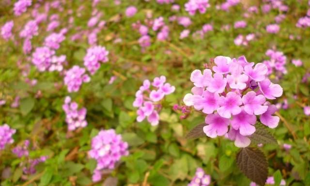 种植马缨丹有什么好处(马缨丹在家种植好吗)图4