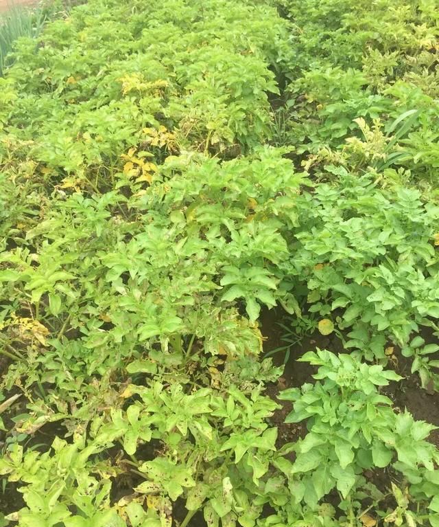 晒干的土豆片怎样保存(土豆片隔夜泡水怎么保存)图3