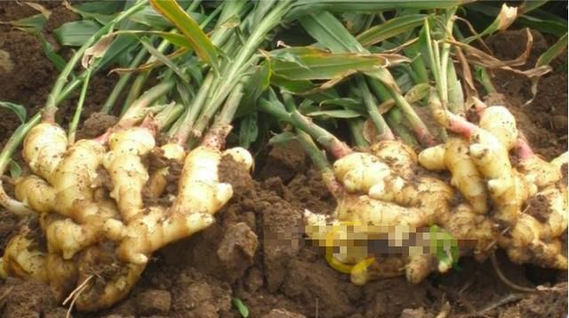 黄姜怎么栽种(怎样种黄姜药材)图3