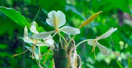 黄姜怎么栽种(怎样种黄姜药材)图6