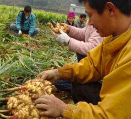 黄姜怎么栽种(怎样种黄姜药材)图7