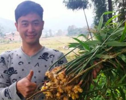 黄姜怎么栽种(怎样种黄姜药材)图8
