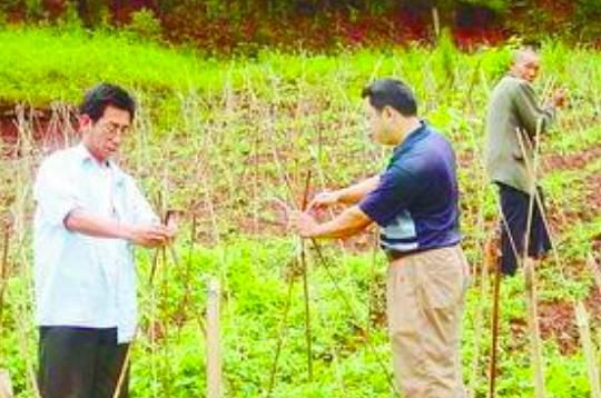 黄姜怎么栽种(怎样种黄姜药材)图9
