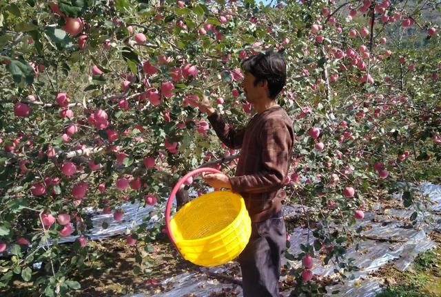 东北地区果树拉枝最佳时间,果树扭枝与拉枝哪个好图2