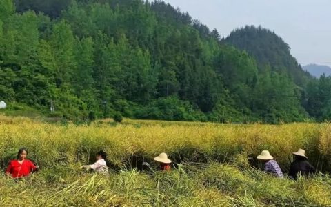 油菜播种季，一碗菜籽半碗油的“福油”到底有多好？浓香油多质好