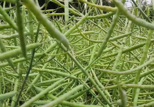 油菜播种季，一碗菜籽半碗油的“福油”到底有多好？浓香油多质好