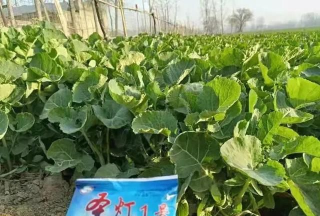 油菜播种季，一碗菜籽半碗油的“福油”到底有多好？浓香油多质好