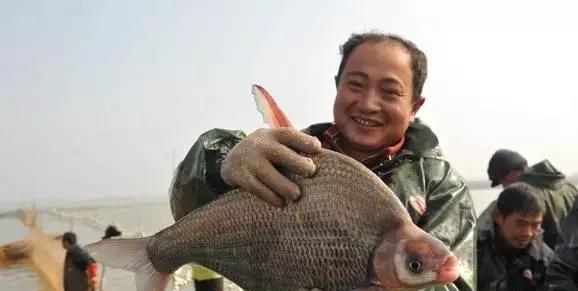 猫为什么这么爱吃鱼图9