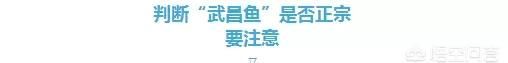 猫为什么这么爱吃鱼图14