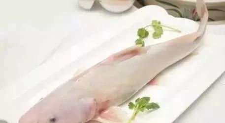 猫为什么这么爱吃鱼图22