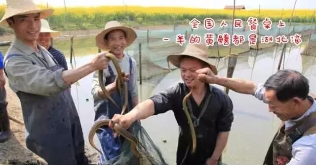 猫为什么这么爱吃鱼图30
