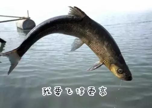猫为什么这么爱吃鱼图37