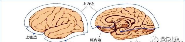 最佳推荐 | 高清详细的神经系统解剖学（全）