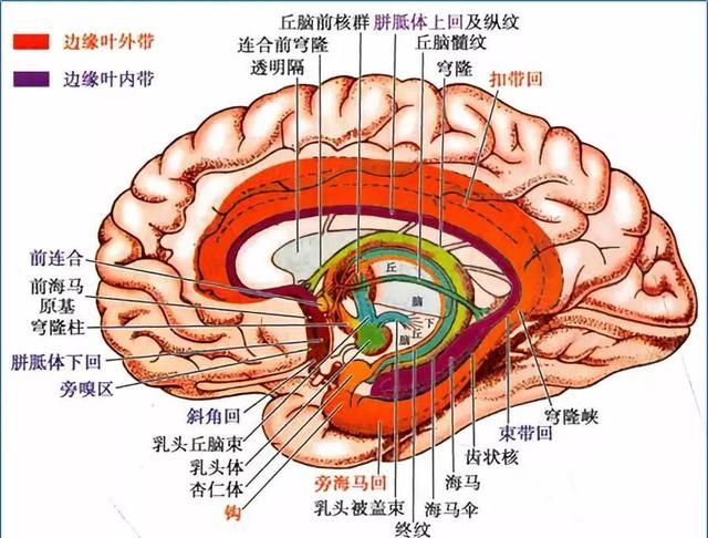 最佳推荐 | 高清详细的神经系统解剖学（全）