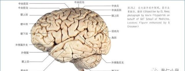 最佳推荐 | 高清详细的神经系统解剖学（全）