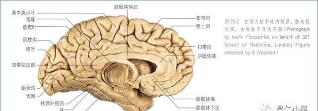 最佳推荐 | 高清详细的神经系统解剖学（全）