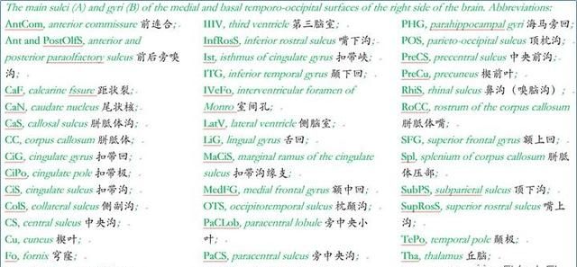 最佳推荐 | 高清详细的神经系统解剖学（全）