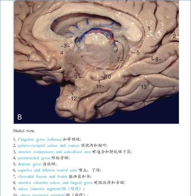 最佳推荐 | 高清详细的神经系统解剖学（全）