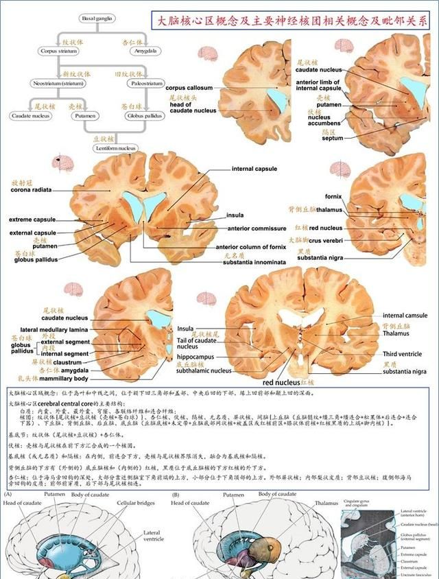 最佳推荐 | 高清详细的神经系统解剖学（全）