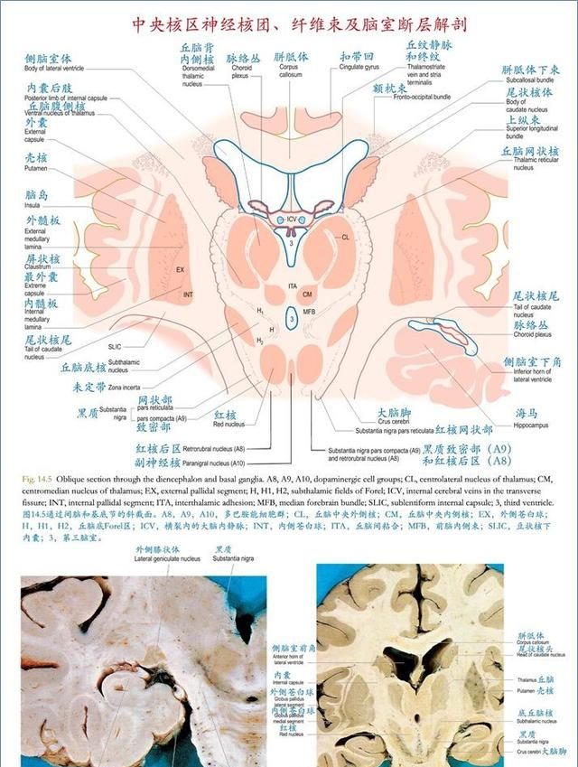 最佳推荐 | 高清详细的神经系统解剖学（全）