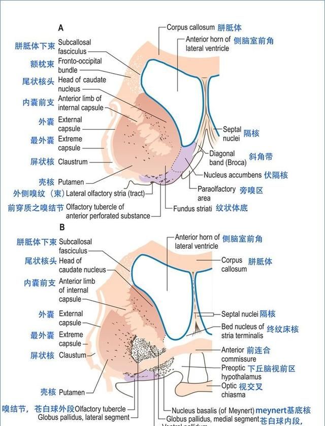 最佳推荐 | 高清详细的神经系统解剖学（全）