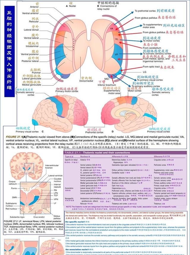 最佳推荐 | 高清详细的神经系统解剖学（全）