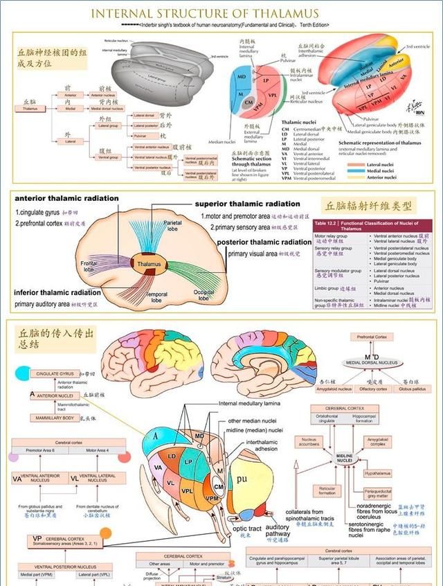 最佳推荐 | 高清详细的神经系统解剖学（全）