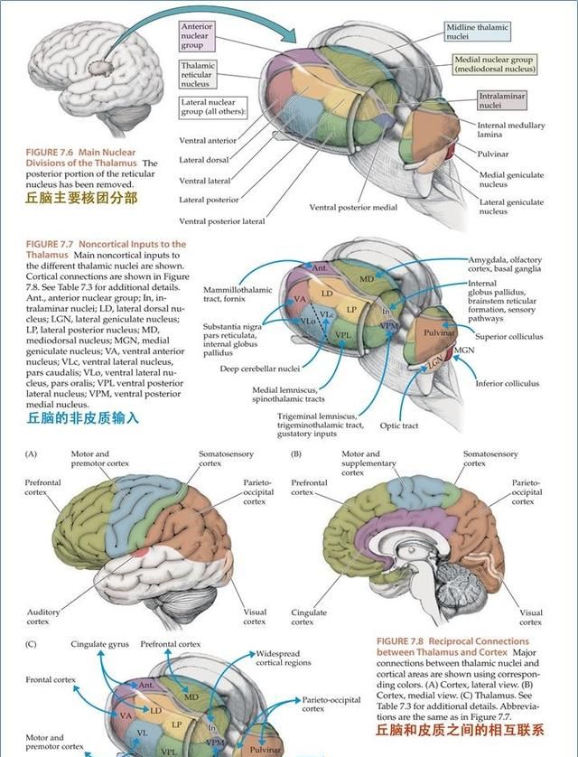 最佳推荐 | 高清详细的神经系统解剖学（全）