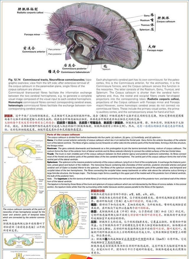 最佳推荐 | 高清详细的神经系统解剖学（全）