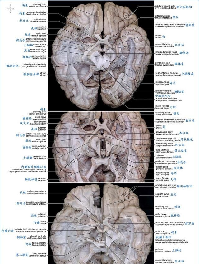 最佳推荐 | 高清详细的神经系统解剖学（全）