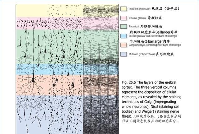 最佳推荐 | 高清详细的神经系统解剖学（全）