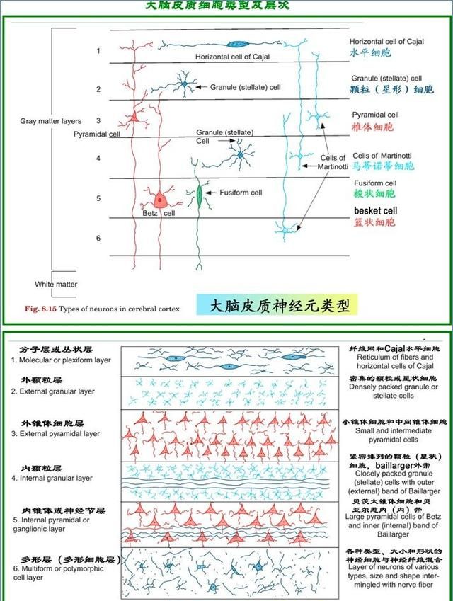 最佳推荐 | 高清详细的神经系统解剖学（全）