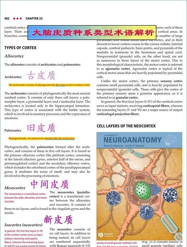 最佳推荐 | 高清详细的神经系统解剖学（全）