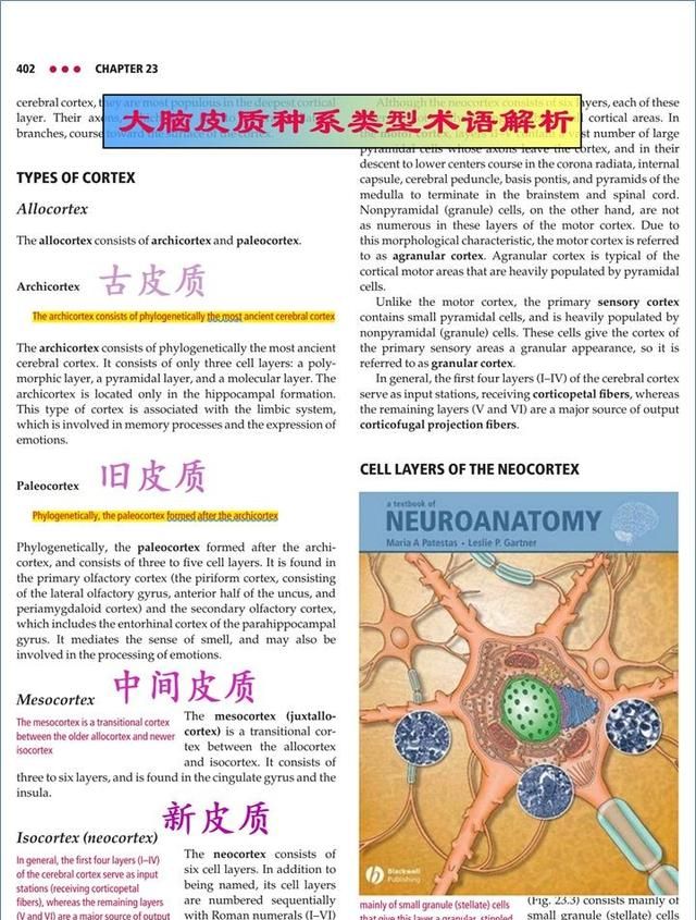 最佳推荐 | 高清详细的神经系统解剖学（全）