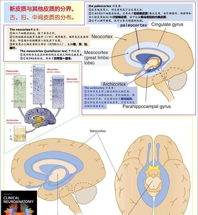 最佳推荐 | 高清详细的神经系统解剖学（全）