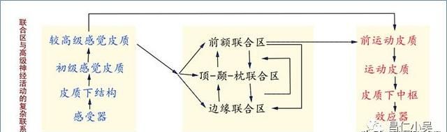 最佳推荐 | 高清详细的神经系统解剖学（全）