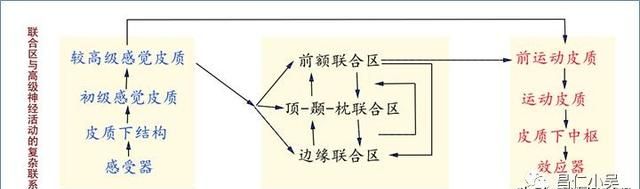 最佳推荐 | 高清详细的神经系统解剖学（全）