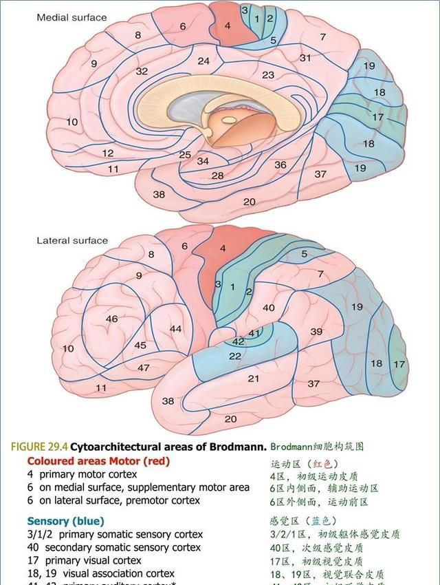 最佳推荐 | 高清详细的神经系统解剖学（全）