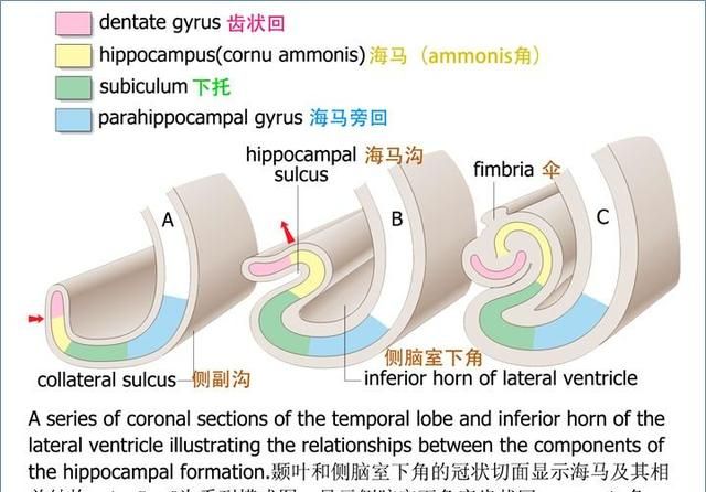 最佳推荐 | 高清详细的神经系统解剖学（全）