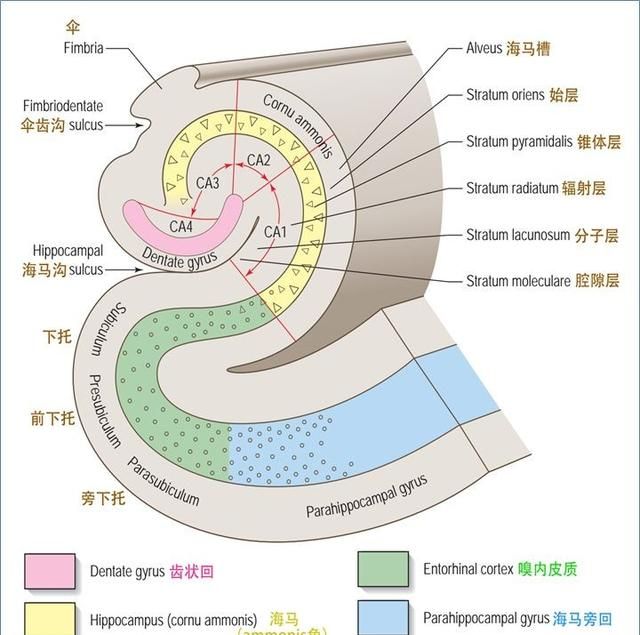 最佳推荐 | 高清详细的神经系统解剖学（全）