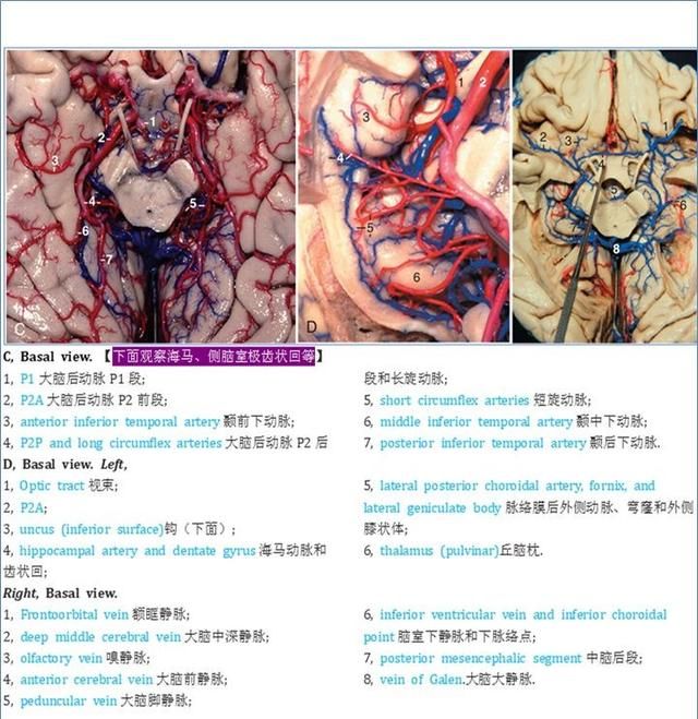 最佳推荐 | 高清详细的神经系统解剖学（全）