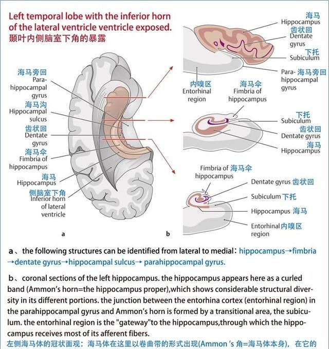 最佳推荐 | 高清详细的神经系统解剖学（全）